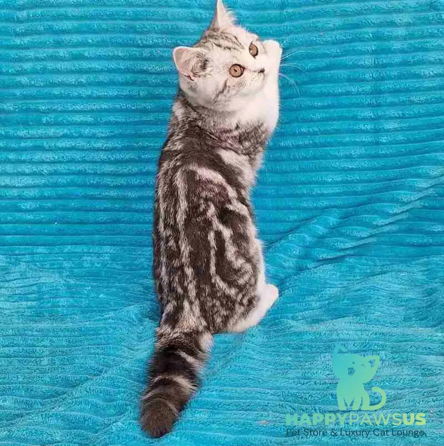 Zira Scottish Straight female black silver tabby bicolour live animals
