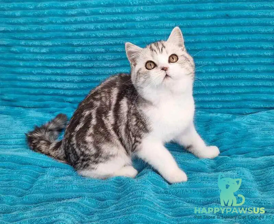 Zira Scottish Straight female black silver tabby bicolour live animals