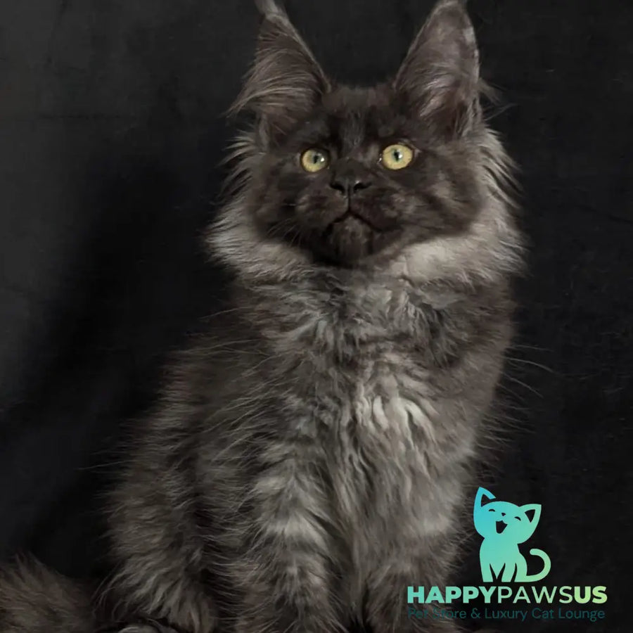 Zita Maine Coon polydactyl 6x6x6x6 female black silver - live animals