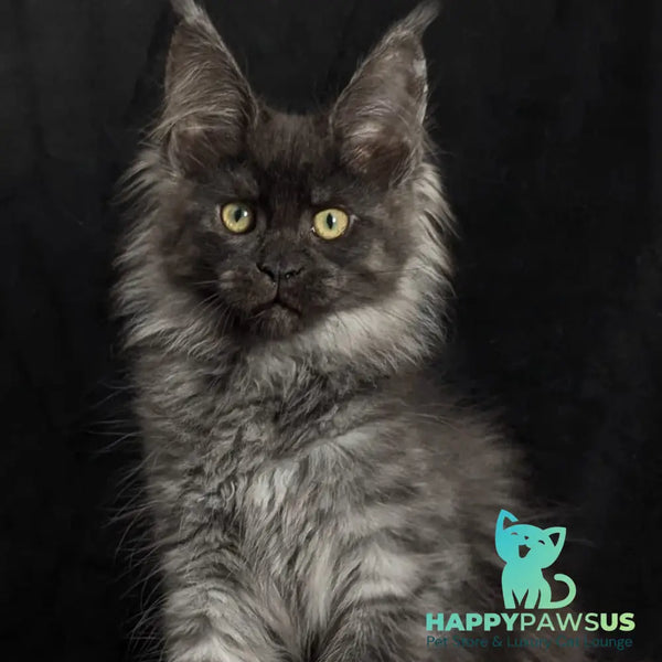 Zita Maine Coon polydactyl 6x6x6x6 female black silver - live animals