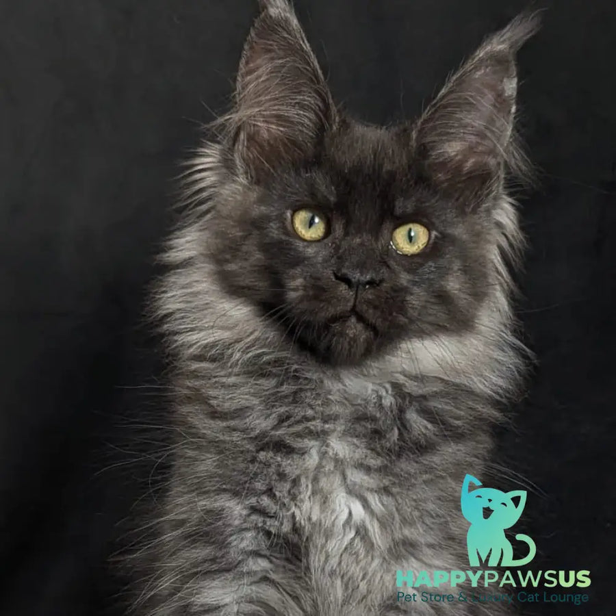 Zita Maine Coon polydactyl 6x6x6x6 female black silver - live animals