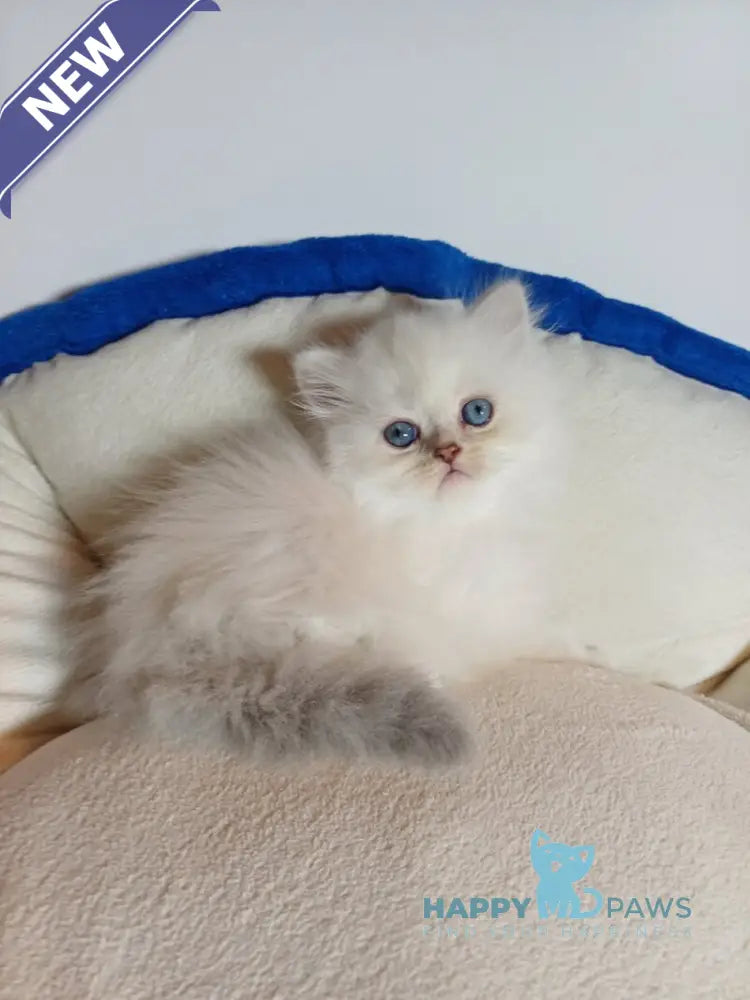 Zitta Scottish Straight female blue silver tabby pointed live animals
