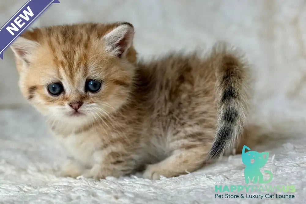 Ziva Munchkin female black golden spotted tabby - live animals