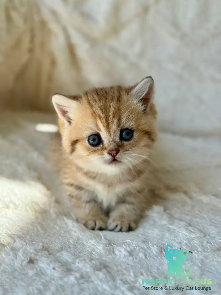 Ziva Munchkin female black golden spotted tabby - live animals