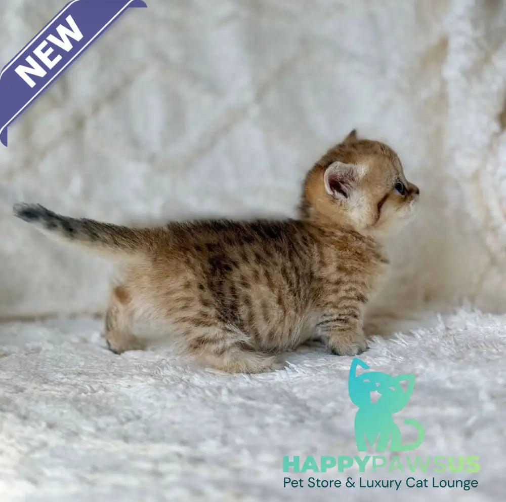 Ziva Munchkin female black golden spotted tabby - live animals