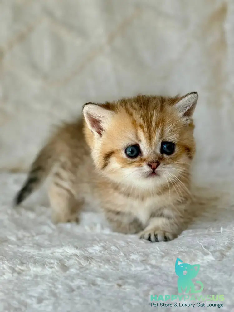 Ziva Munchkin female black golden spotted tabby - live animals