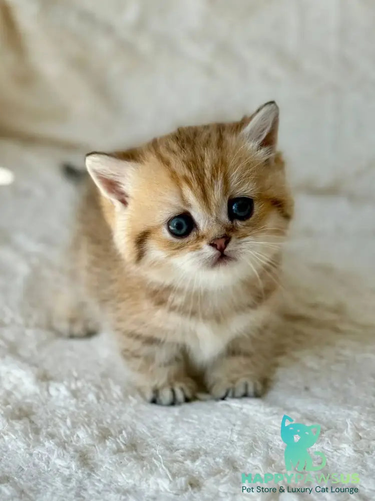 Ziva Munchkin female black golden spotted tabby - live animals