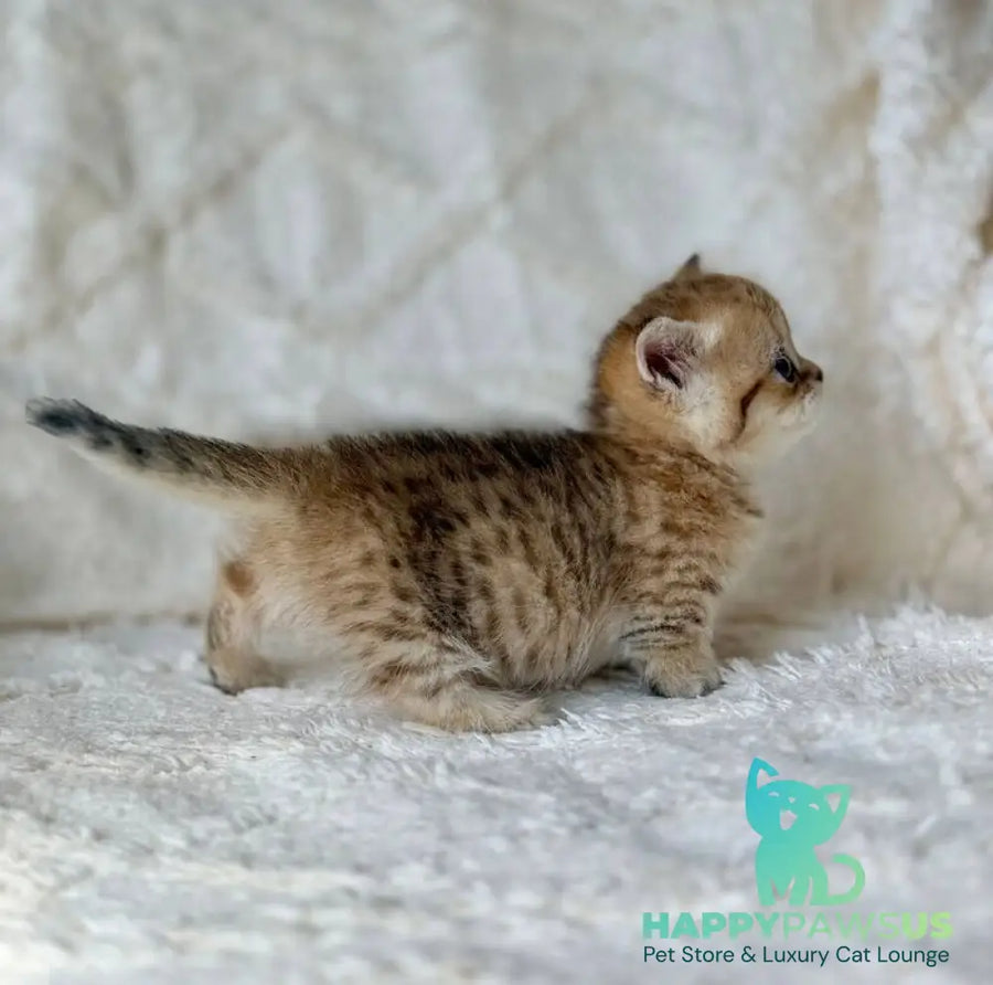 Ziva Munchkin female black golden spotted tabby - live animals