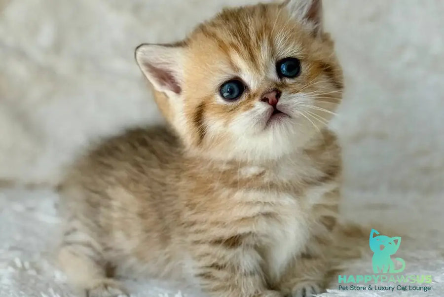 Ziva Munchkin female black golden spotted tabby - live animals