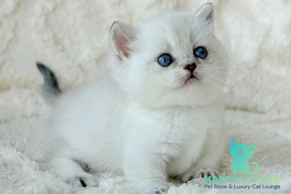 Zizi Munchkin female black silver shaded pointed - live animals