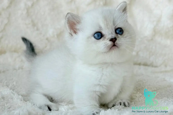 Zizi Munchkin female black silver shaded pointed - live animals