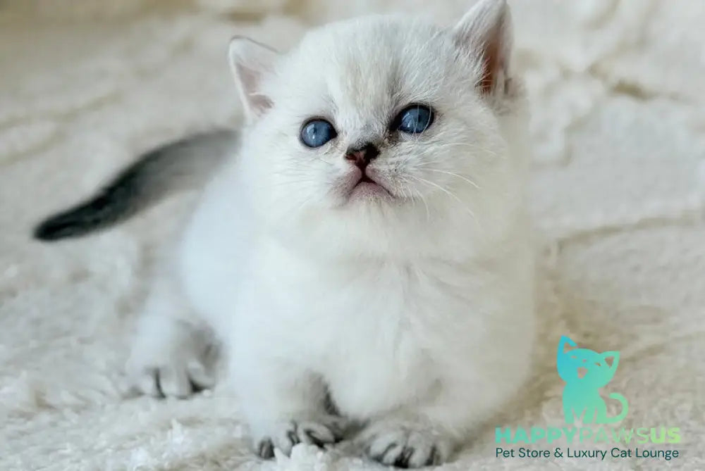 Zizi Munchkin female black silver shaded pointed - live animals