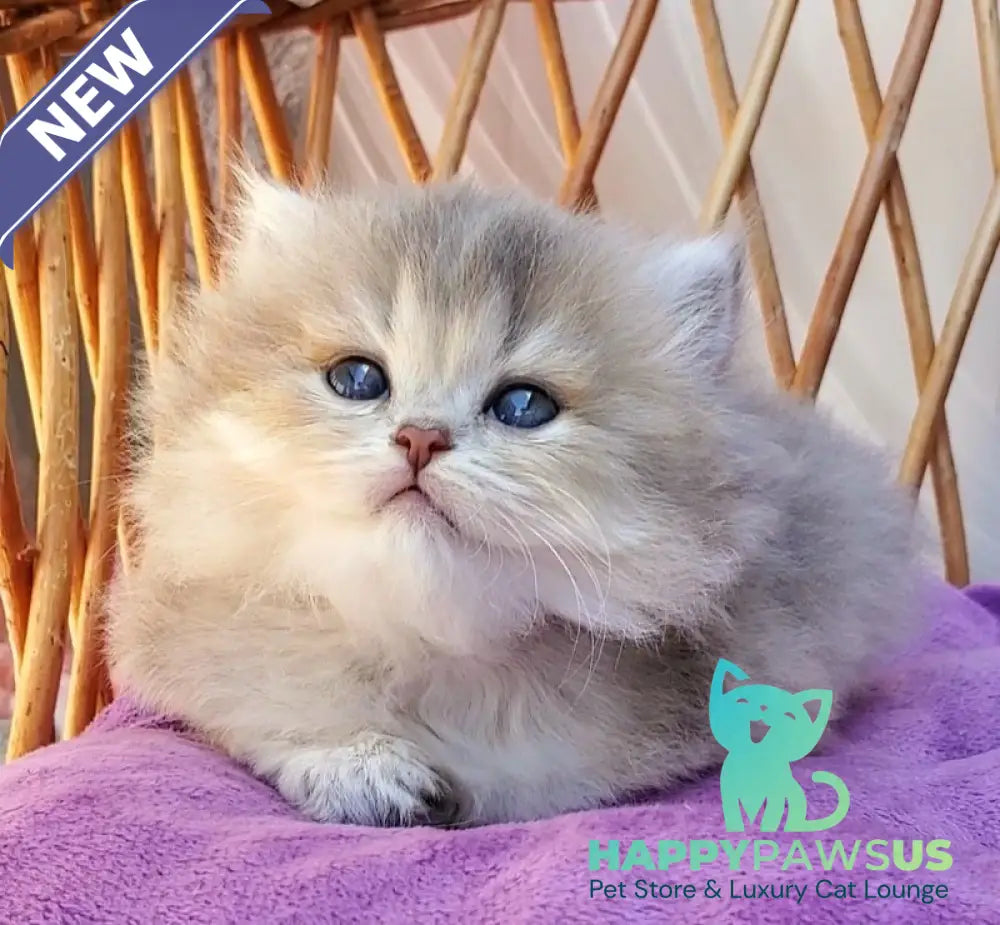 Zlata British Longhair female blue golden ticked tabby - live animals