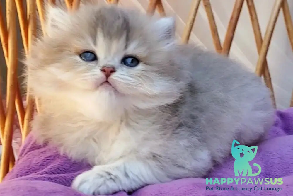 Zlata British Longhair female blue golden ticked tabby - live animals
