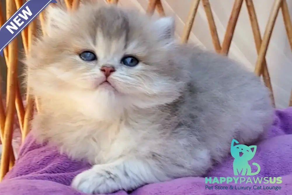 Zlata British Longhair female blue golden ticked tabby - live animals