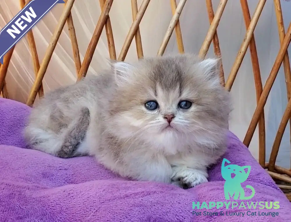 Zlata British Longhair female blue golden ticked tabby - live animals
