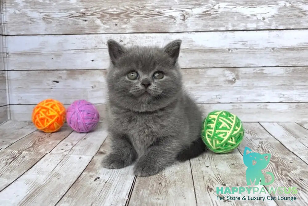 Zlata British Shorthair female blue - live animals