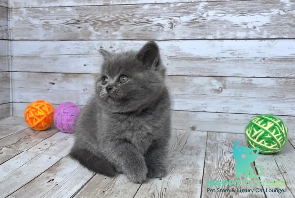 Zlata British Shorthair female blue - live animals
