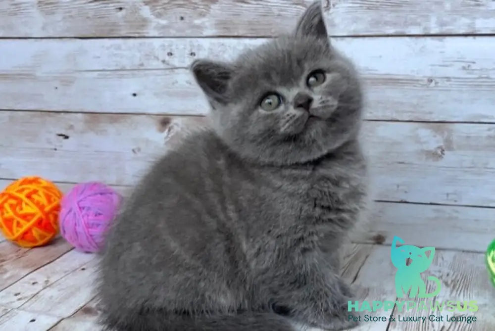Zlata British Shorthair female blue - live animals