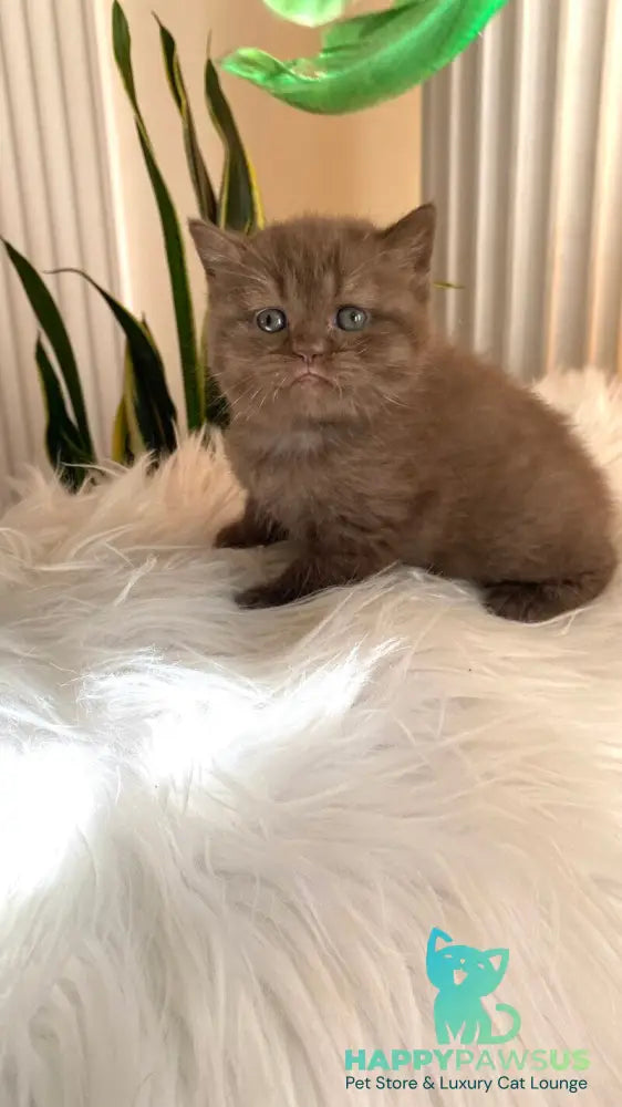 Zlata British Shorthair female chocolate - live animals