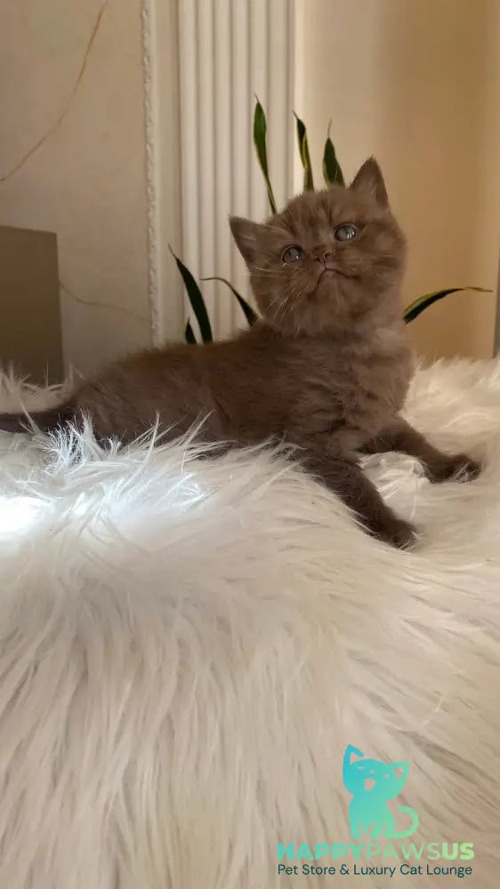 Zlata British Shorthair female chocolate - live animals