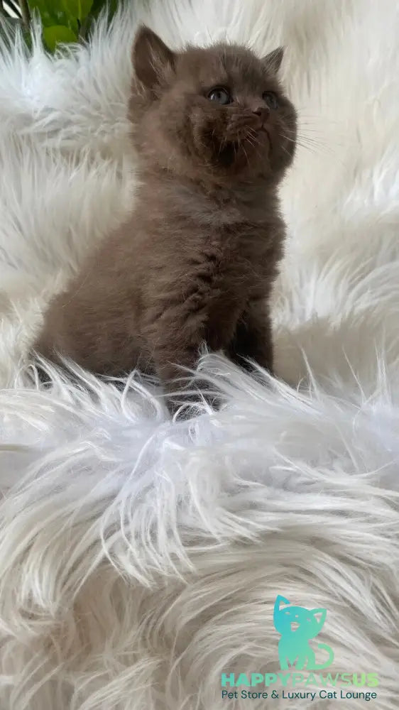 Zlata British Shorthair female chocolate - live animals
