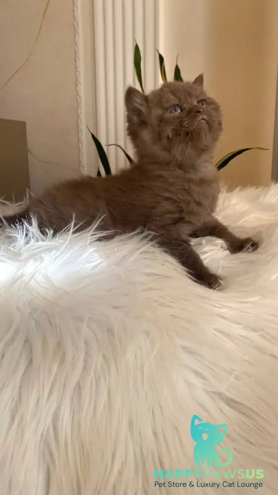 Zlata British Shorthair female chocolate - live animals