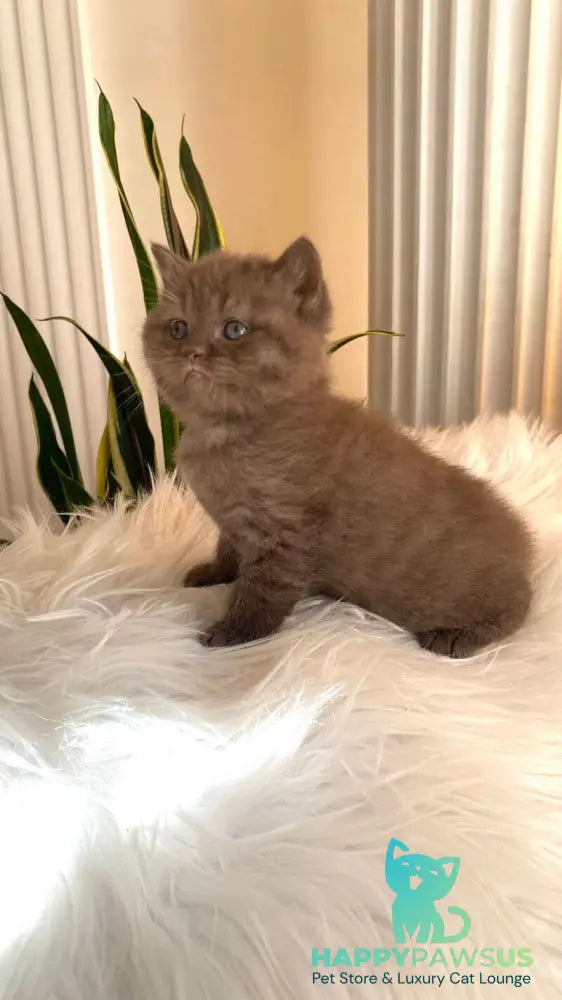 Zlata British Shorthair female chocolate - live animals