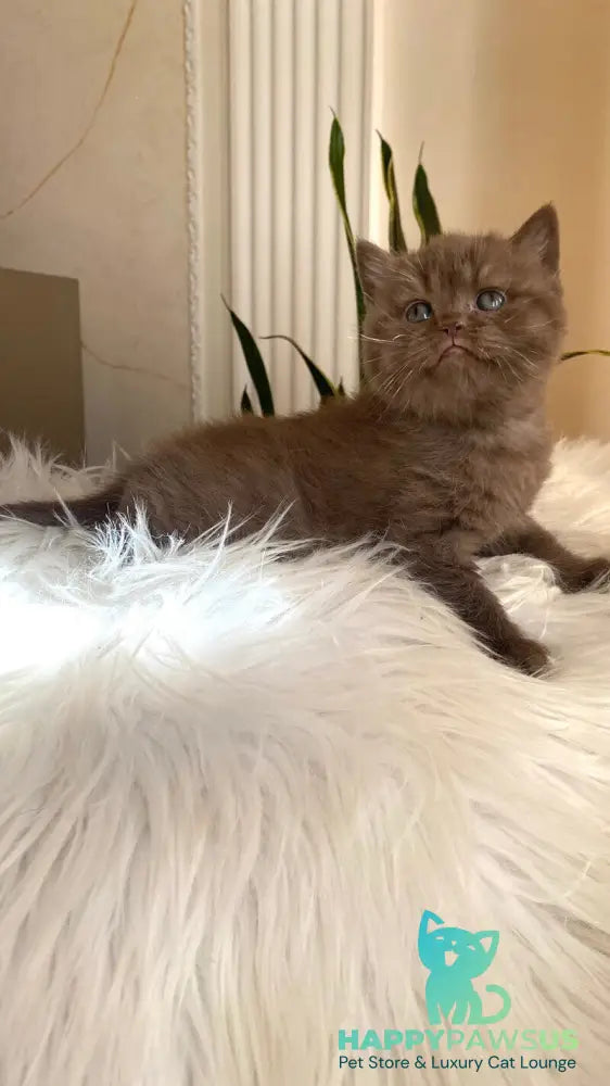 Zlata British Shorthair female chocolate - live animals