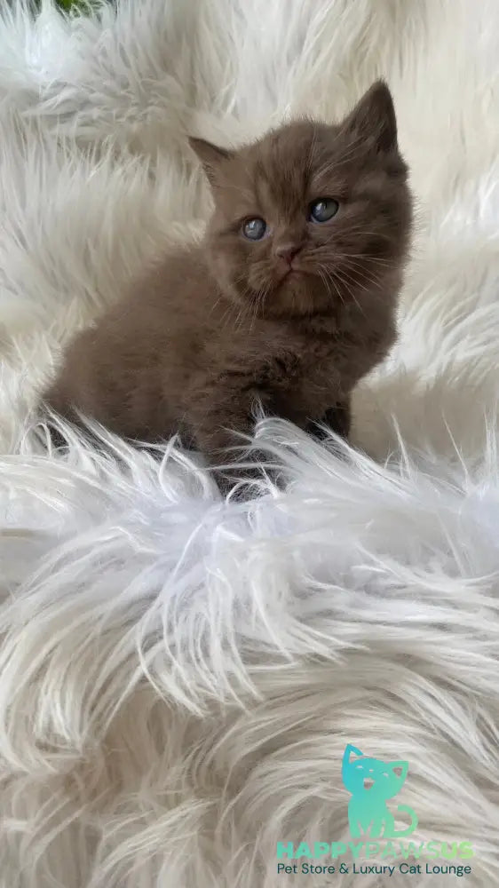 Zlata British Shorthair female chocolate - live animals