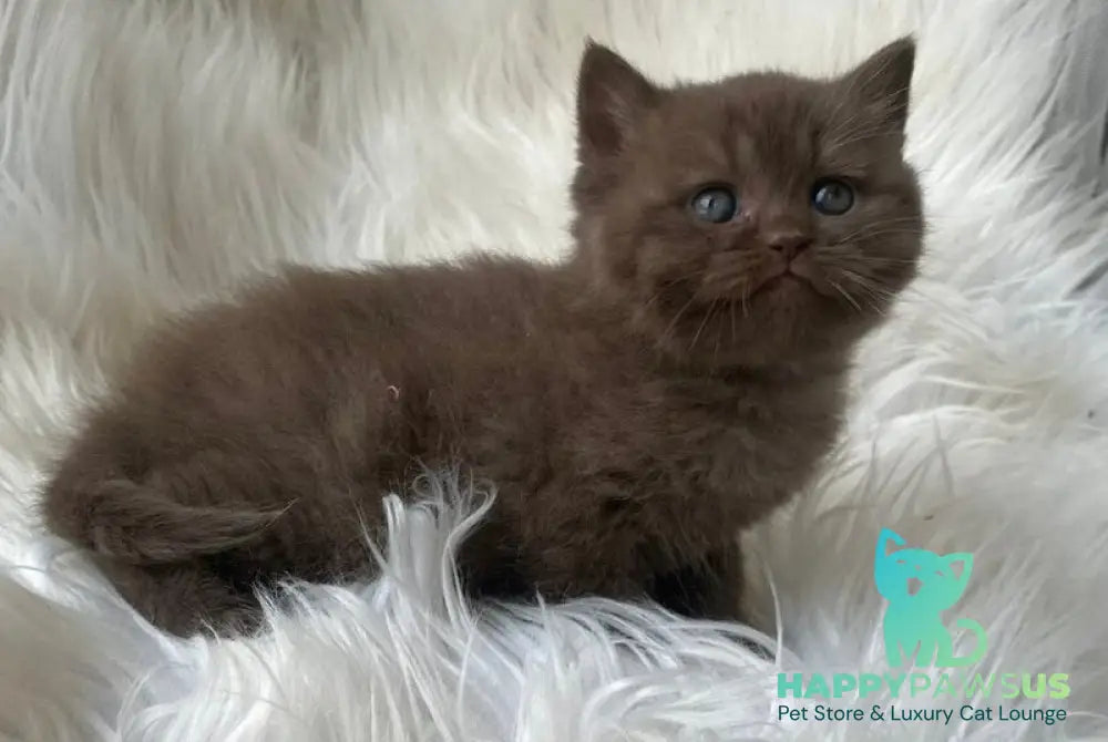 Zlata British Shorthair female chocolate - live animals