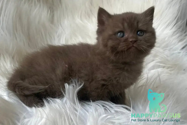 Zlata British Shorthair female chocolate - live animals