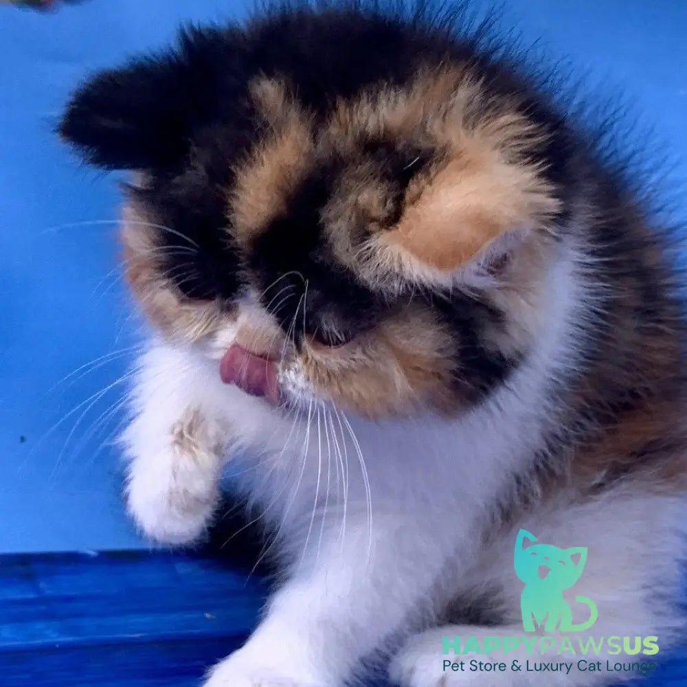 Zlata Exotic female black tortie bicolour - live animals
