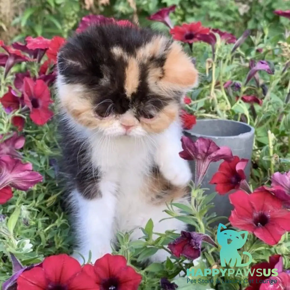 Zlata Exotic female black tortie bicolour - live animals