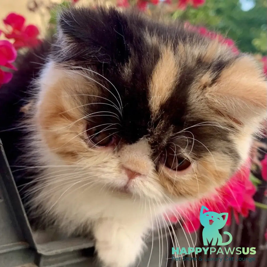 Zlata Exotic female black tortie bicolour - live animals