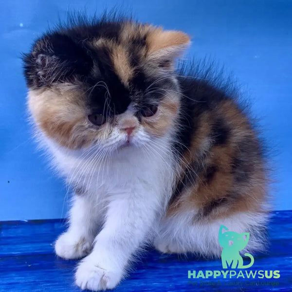 Zlata Exotic female black tortie bicolour - live animals