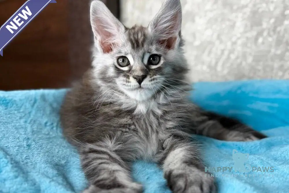 Zlata Maine Coon female black silver ticked tabby live animals