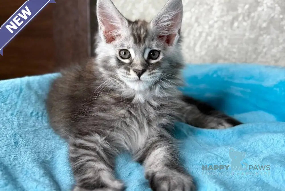 Zlata Maine Coon female black silver ticked tabby live animals