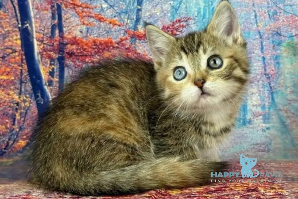 Zlata Munchkin female black tortie spotted tabby with white live animals