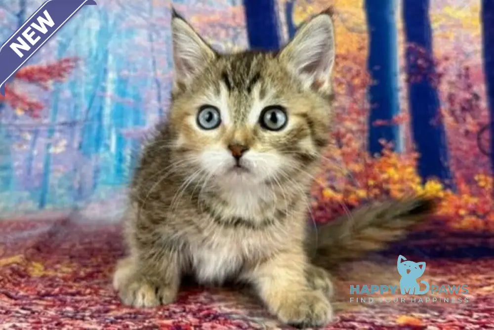 Zlata Munchkin female black tortie spotted tabby with white live animals