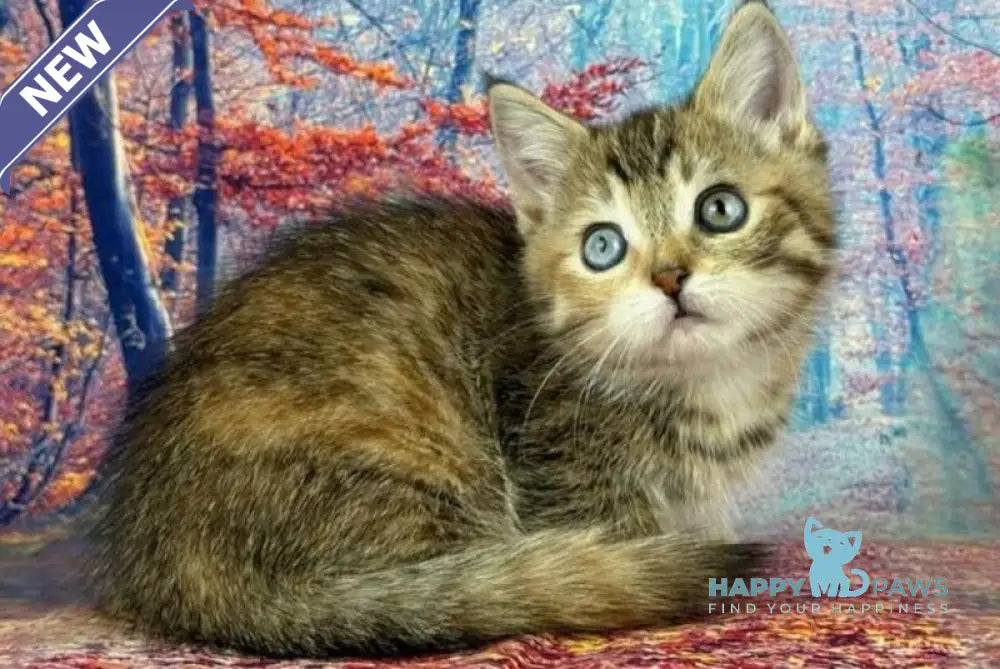 Zlata Munchkin female black tortie spotted tabby with white live animals