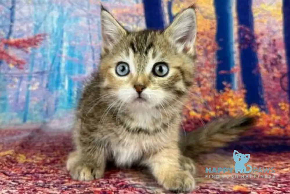Zlata Munchkin female black tortie spotted tabby with white live animals