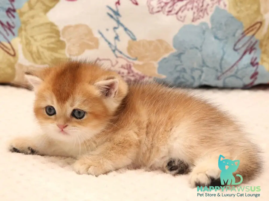 Zlata Scottish Straight female black golden shaded - live animals