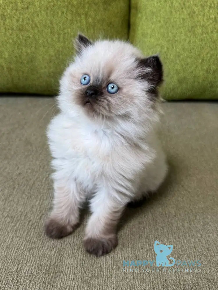 Zlata Scottish Straight female black pointed live animals