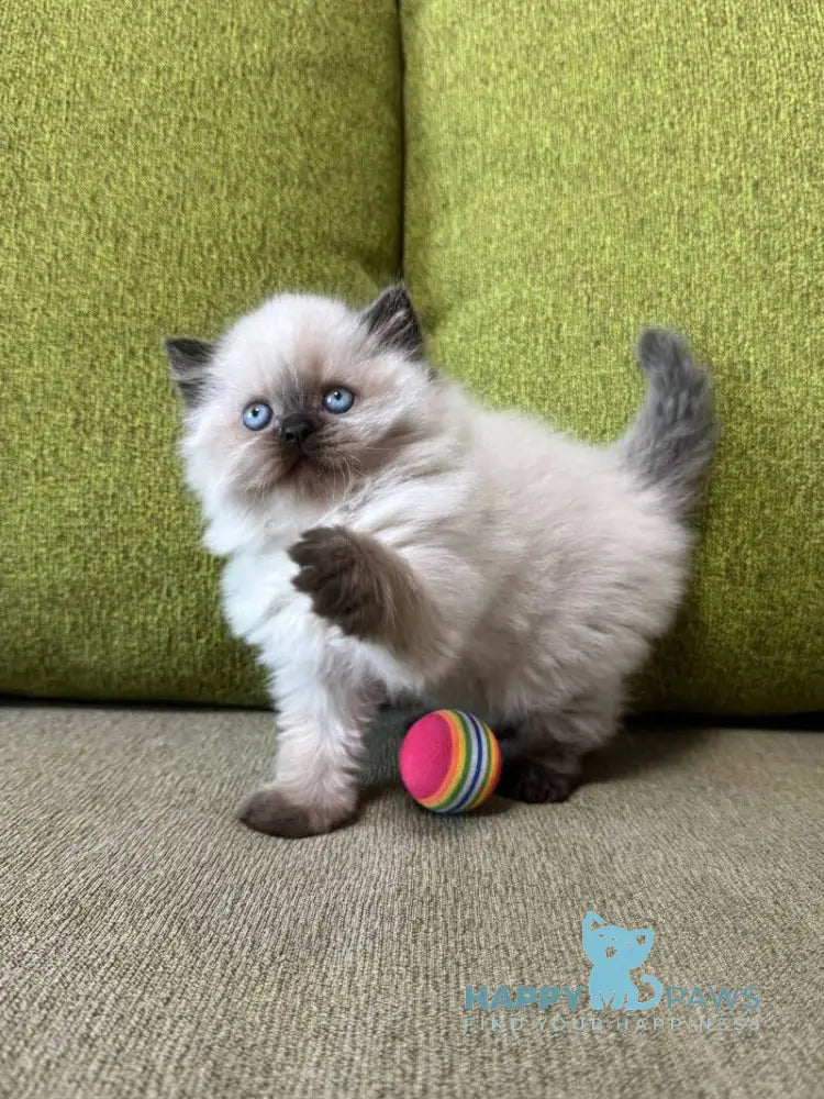 Zlata Scottish Straight female black pointed live animals