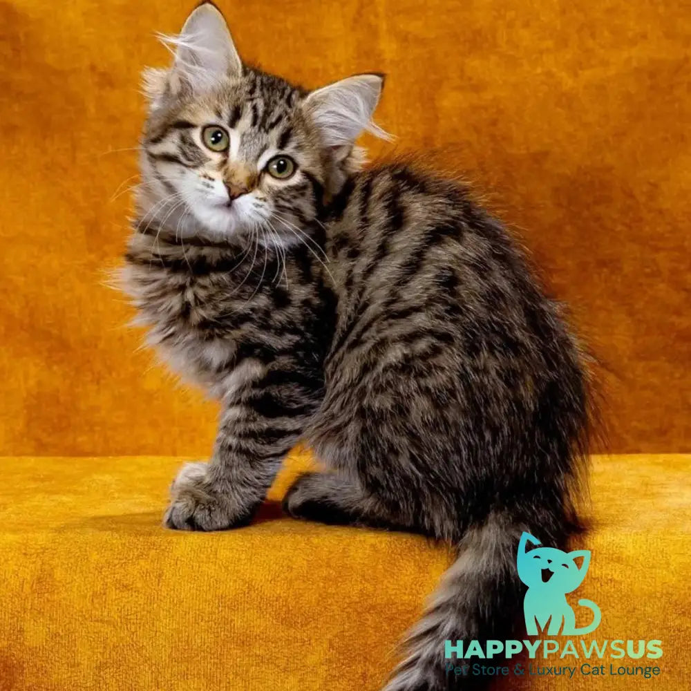 Zlata Siberian female black spotted tabby - live animals
