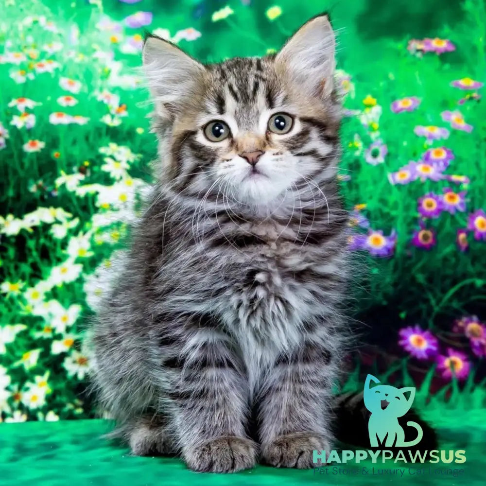 Zlata Siberian female black spotted tabby - live animals