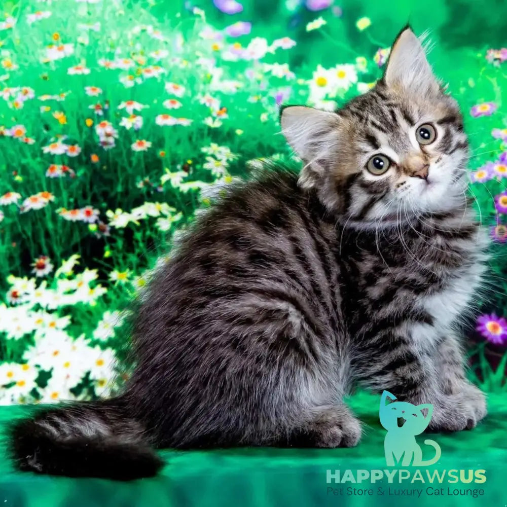 Zlata Siberian female black spotted tabby - live animals