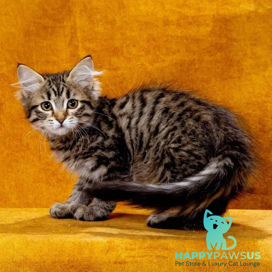 Zlata Siberian female black spotted tabby - live animals