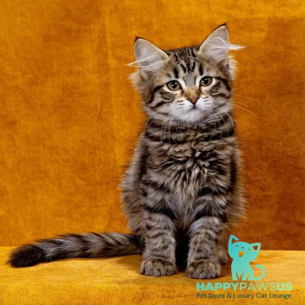 Zlata Siberian female black spotted tabby - live animals